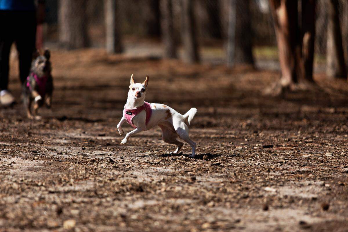 Genny springs into action after her human, Tim LeMaster, throws a stick for her at the Millbrook Exchange Dog Park in Raleigh on Friday, March 18, 2022. The park has separate play areas for small and large dogs.