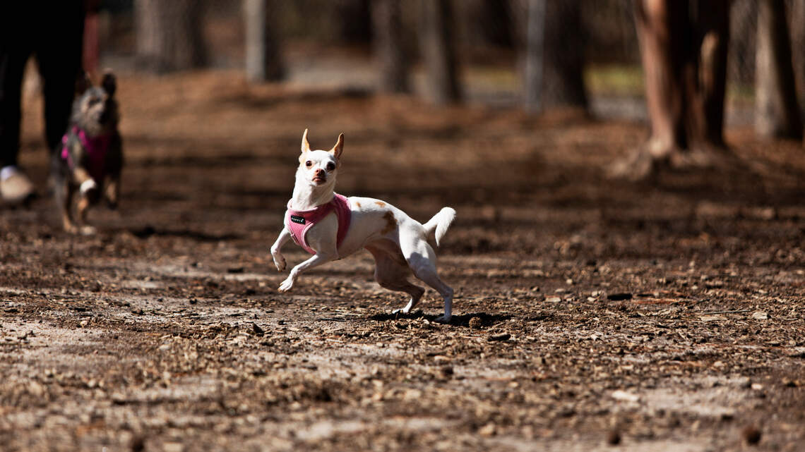 Need some time off-leash? Here’s your guide to Raleigh’s dog parks