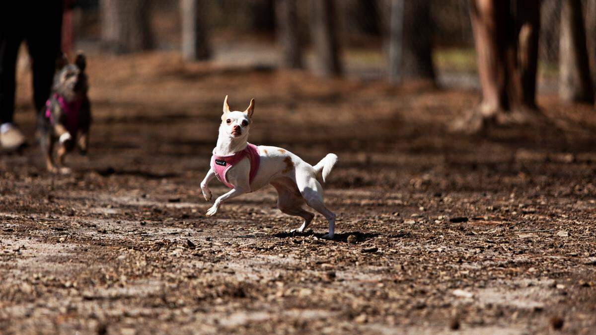 Genny springs into action after her human, Tim LeMaster, throws a stick for her at the Millbrook Exchange Dog Park in Raleigh on Friday, March 18, 2022. The park has separate play areas for small and large dogs.