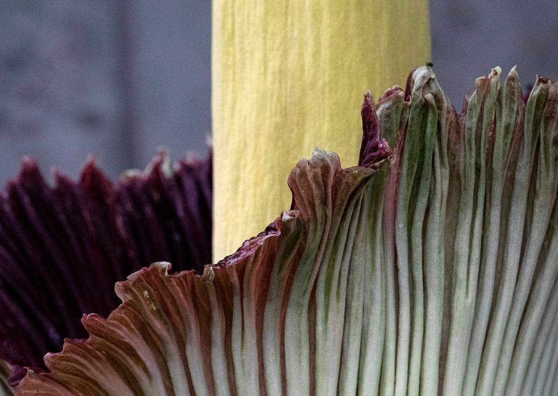 Wolfgang, a corpse flower, blooms at JC Raulston Arboretum on Wednesday, June 21, 2023, in Raleigh, N.C.