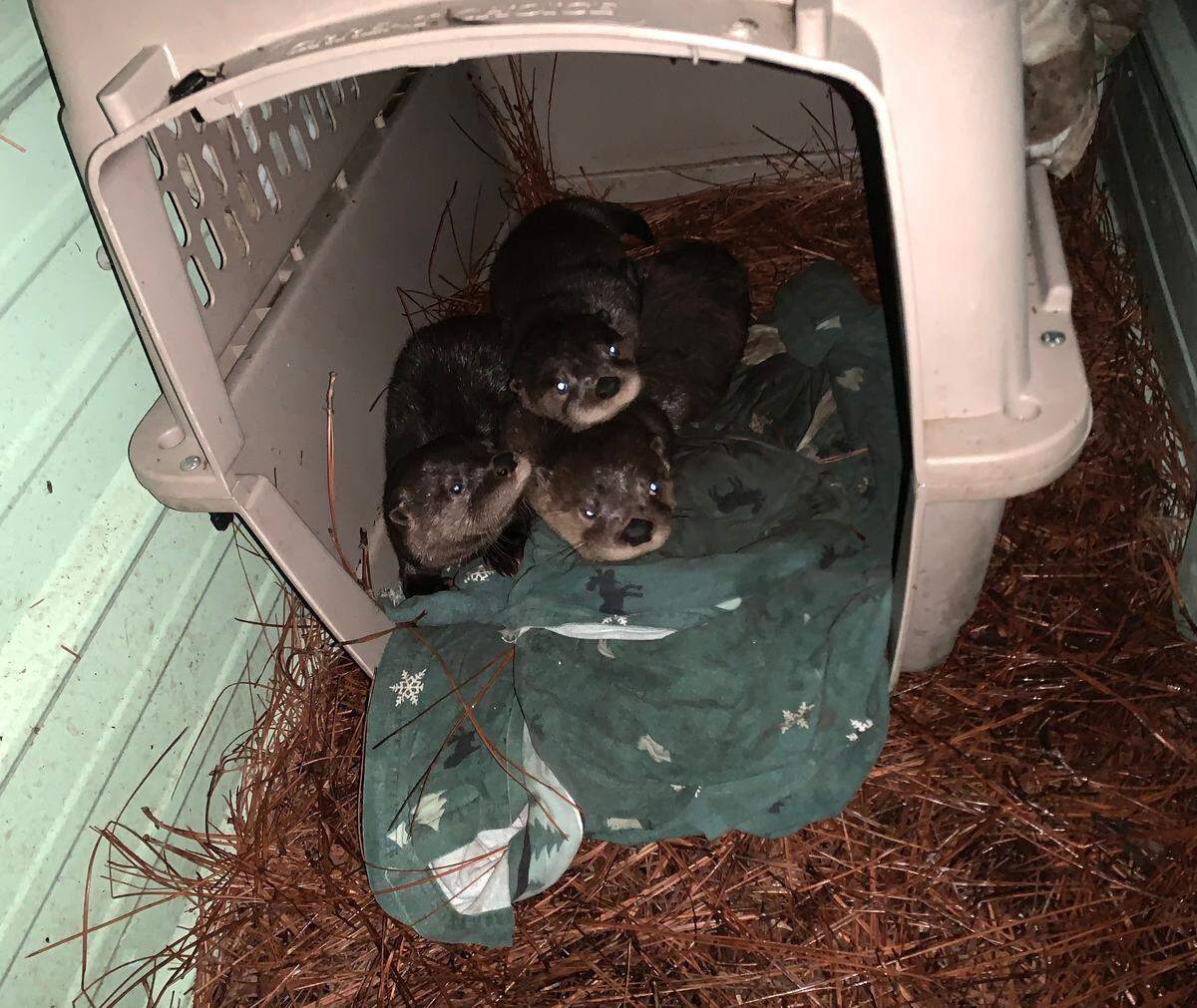 Three orphaned otter pups are being raised at the North Carolina Zoo and will eventually be released into the wild.