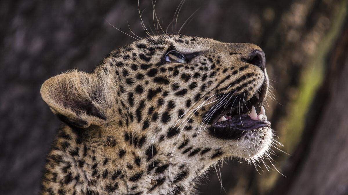 From the National Geographic documentary “Jade Eyed Leopard,” Toto looks up into the tree she is lying in.