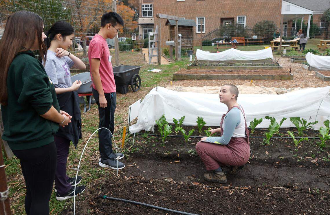 Nora Miller, head of farming and wellness at Alliance Medical Ministry, right, instructs Enloe High School student council members Alice Campbell, Cathy Deng and Destin Tan on what they need to do with the mustard greens Tuesday, Dec. 6, 2022. Enloe students volunteer at the Alliance Medical Ministry’s farm outside their clinic three to four times a week