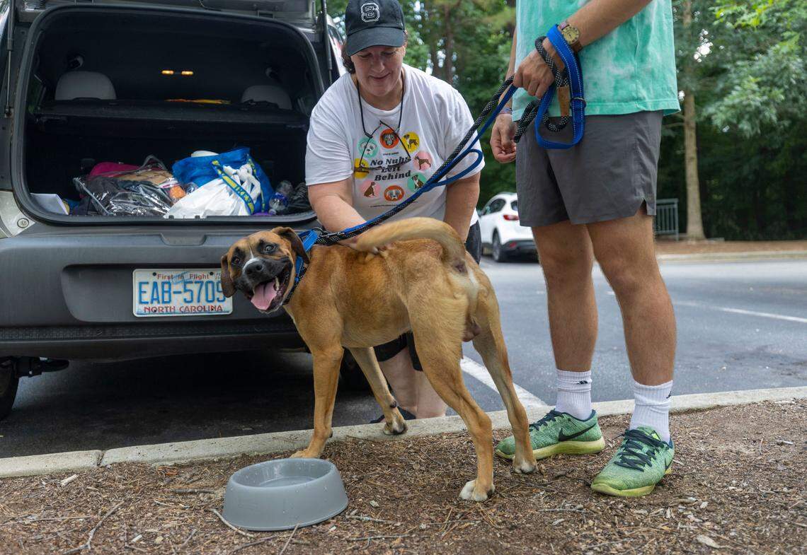 Crow, an eleven-month-old boxer mix, enjoys some love and a bowl of water before leaving the Wake County Animal Center with Valerie Zipf and William Zipf McIntyre from Carolina Boxer Rescue on Wednesday, July 6, 2022 in Raleigh, N.C.