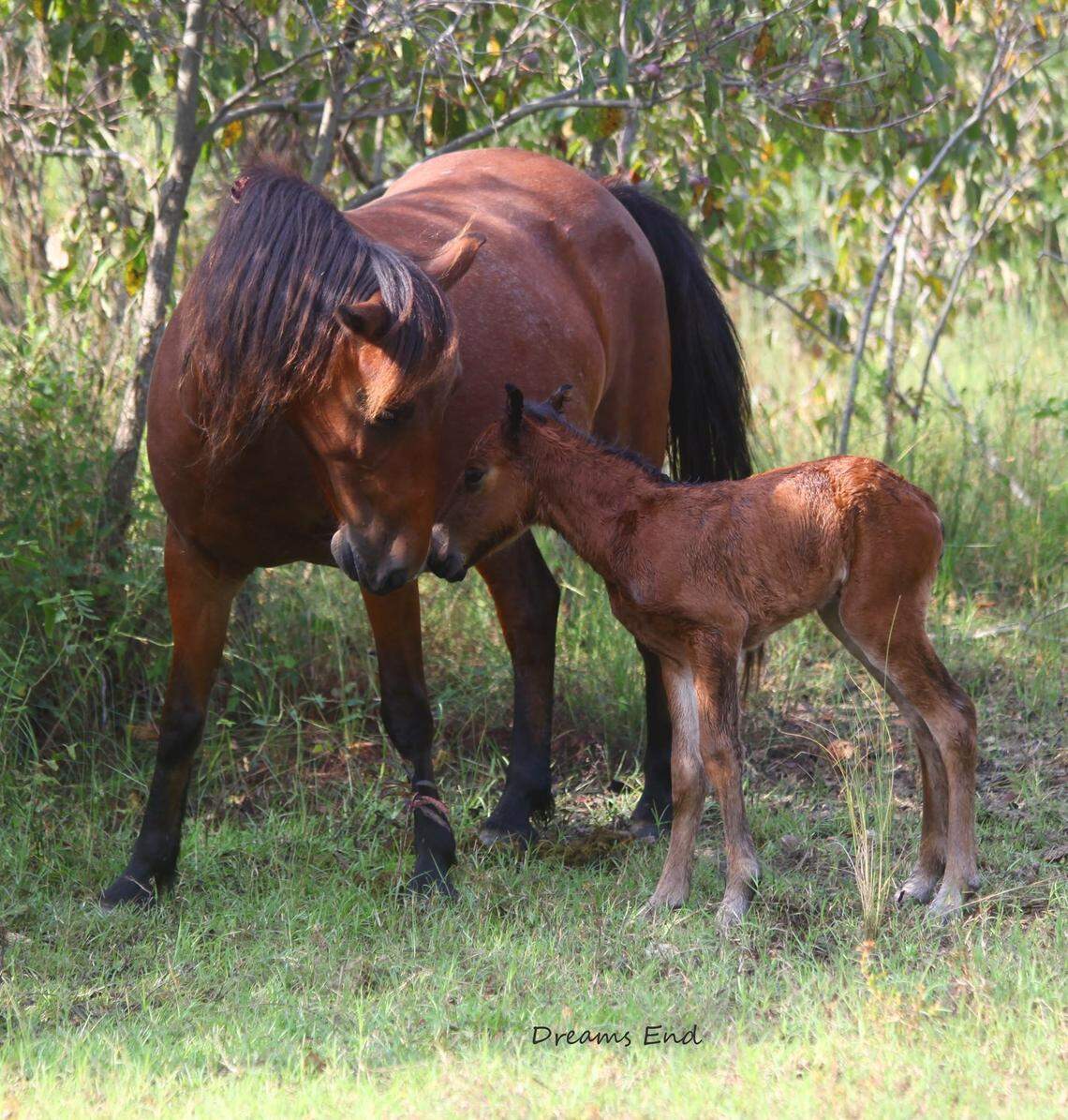 A new filly was born to North Carolina’s wild horse herd in Corolla on Thursday, Aug. 23, 2018.