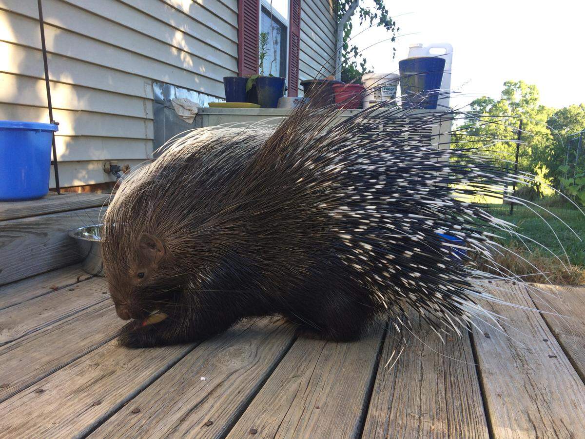Thistle the domesticated porcupine wandered away from its owners’ horse farm in northern Orange County Monday, prompting a search. African porcupines, like all species of this rodent, cannot jettison their quills.