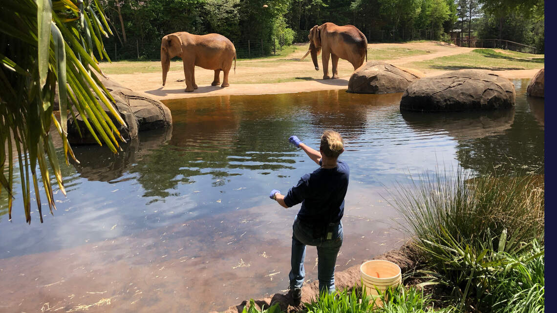 Here’s when NC Zoo will break ground on Asia expansion, plus new features for 2021