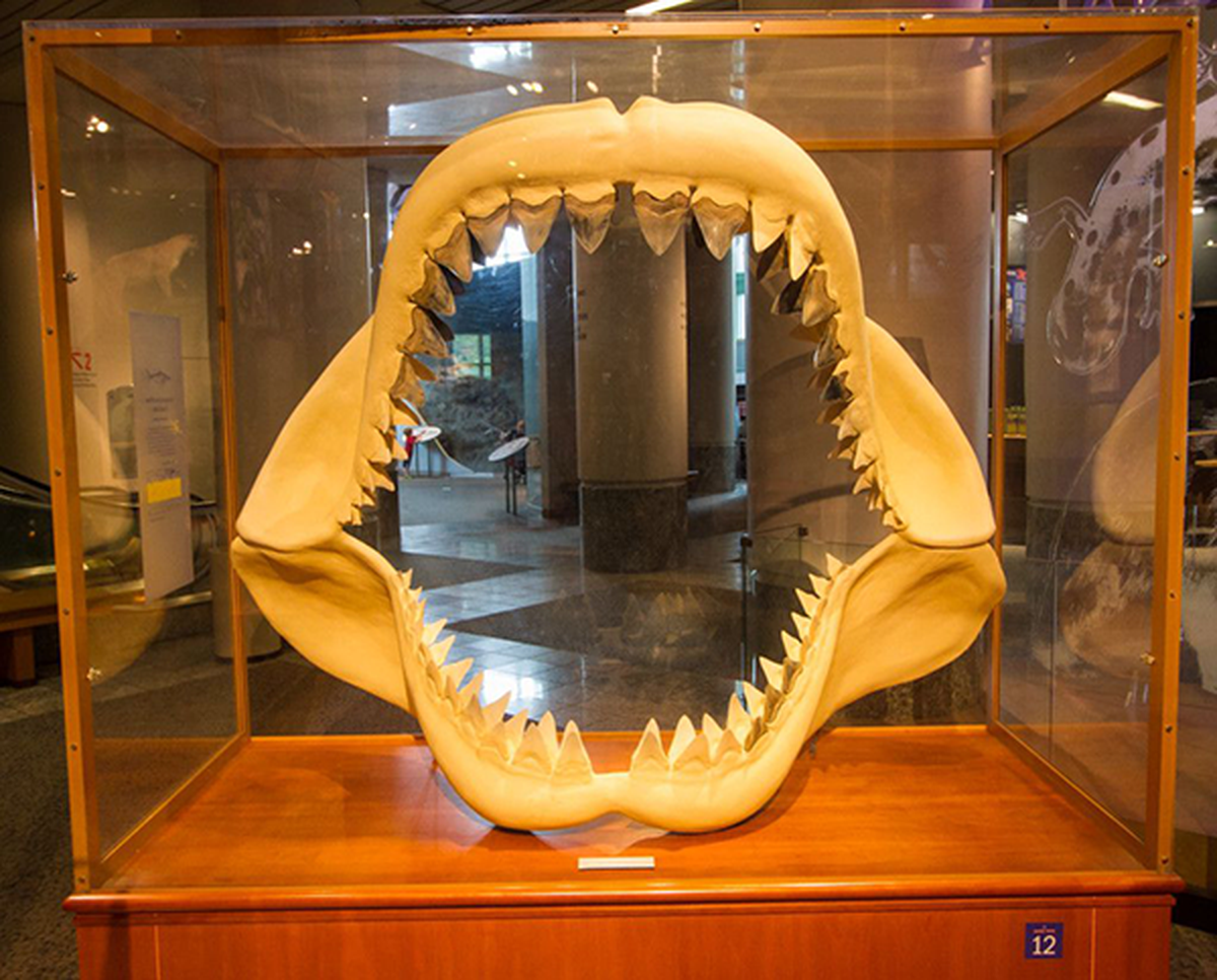 A replica of the jaws of a megalodon make a great photo op inside the N.C. Museum of Natural Sciences. The megalodon, the largest shark to ever menace our shores, is extinct but left a lot of teeth that people search for today.