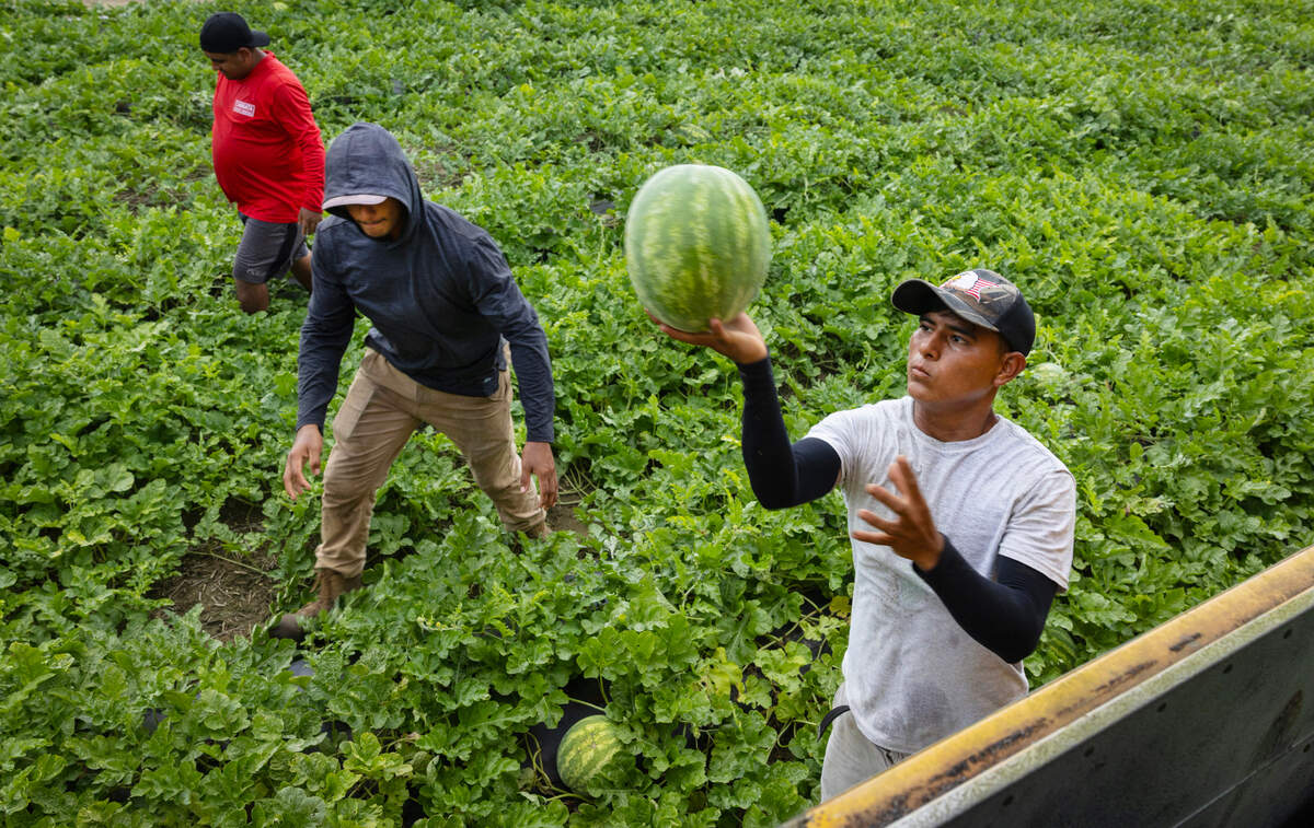 Frameworks pick watermelons on a very hot day in a field in southeastern North Carolina, Saturday, July 5, 2025. Men working the rows would toss the melons to each other before each is tossed into a old converted school bus for transportation.