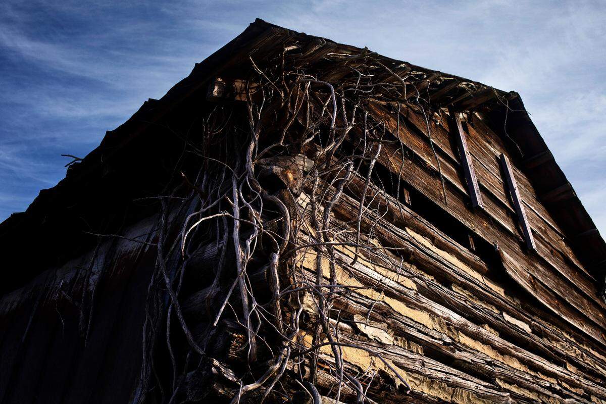 Vines creep up an abandoned log tobacco barn near Research Triangle Park in Raleigh.