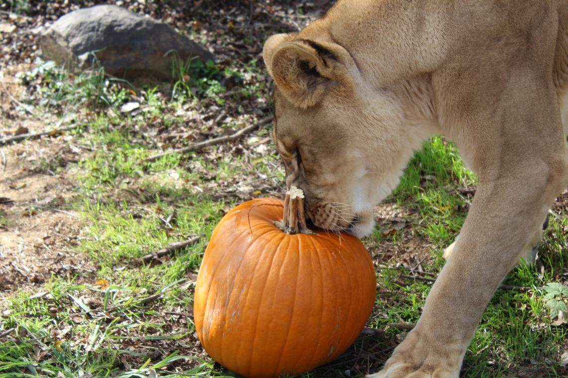 A lioness at the Carolina Tiger Rescue in Pittsboro, North Carolina enjoys a pumpkin carefully scented just for her.