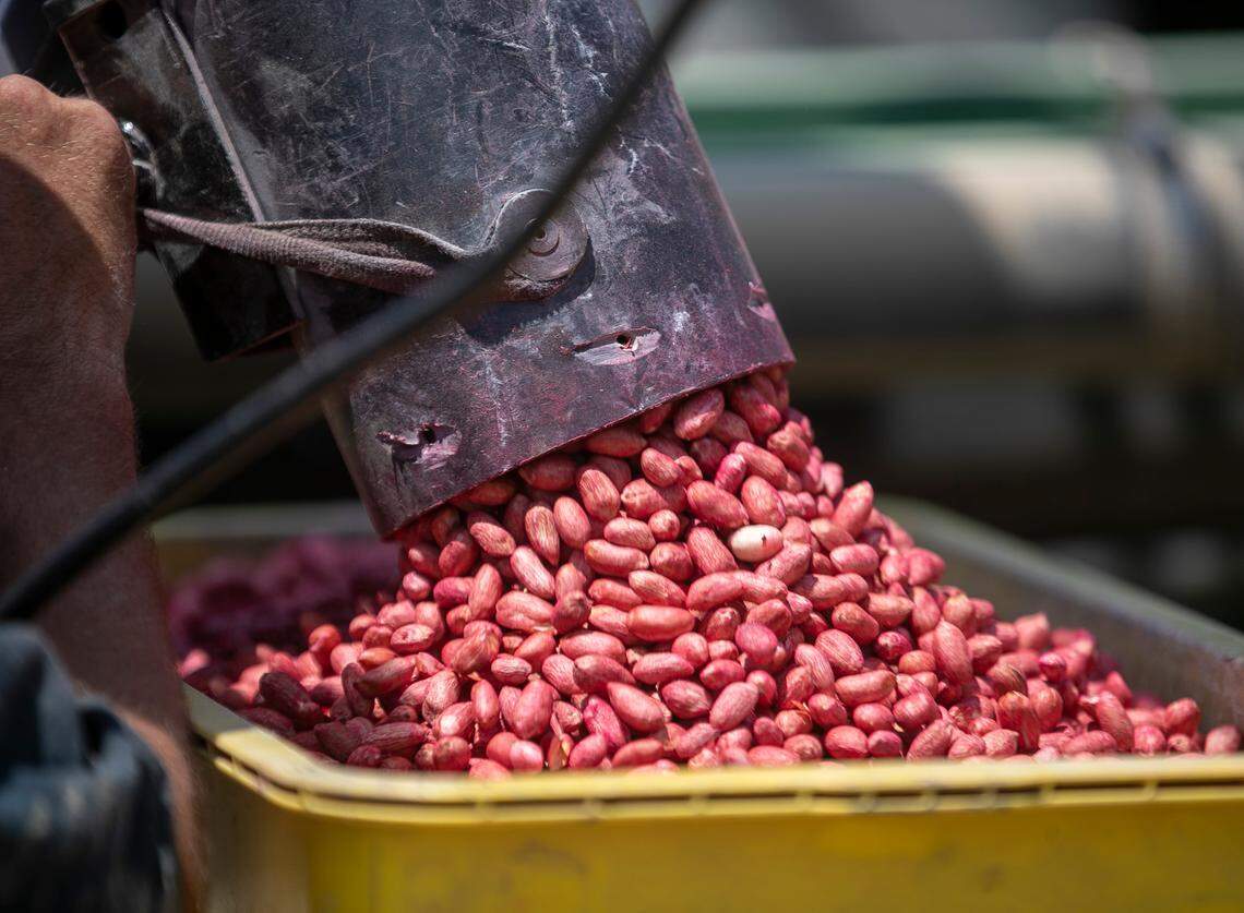 Seed peanuts are loaded into a planter on Donny Lassiter’s farm on Friday, May 12, 2023 in Pendleton, N.C. Lassiter grows more than 1,500 acres of peanuts in an around Northampton County, N.C.