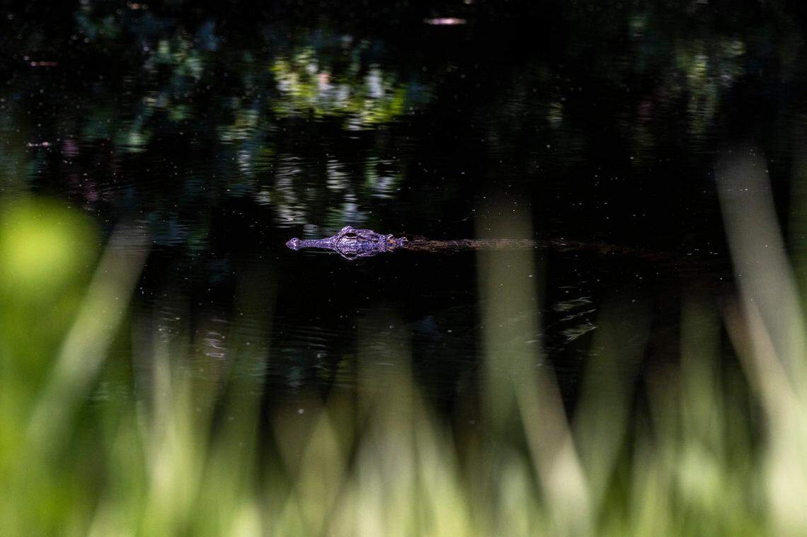 An alligator swims in a canal near Lake Waccamaw State Park.