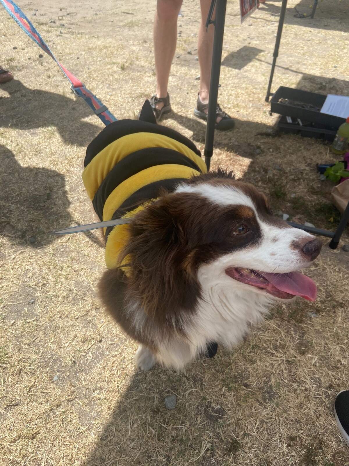 A dog dressed as a bee.