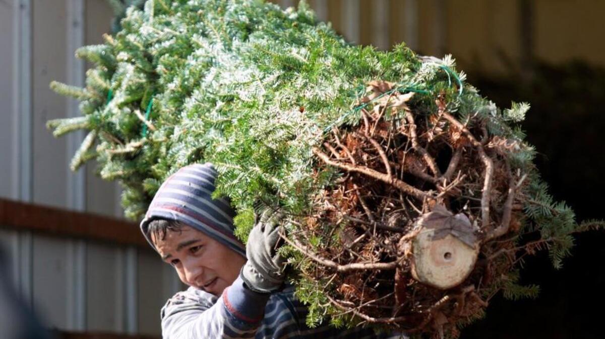 Noel Garcia carries an eight foot fraser fir tree from Burke County, NC from a truck to a waiting stack at the B&H Farm Christmas tree lot at the NC State Farmer’s Market in south Raleigh Monday, Nov. 24, 2014.