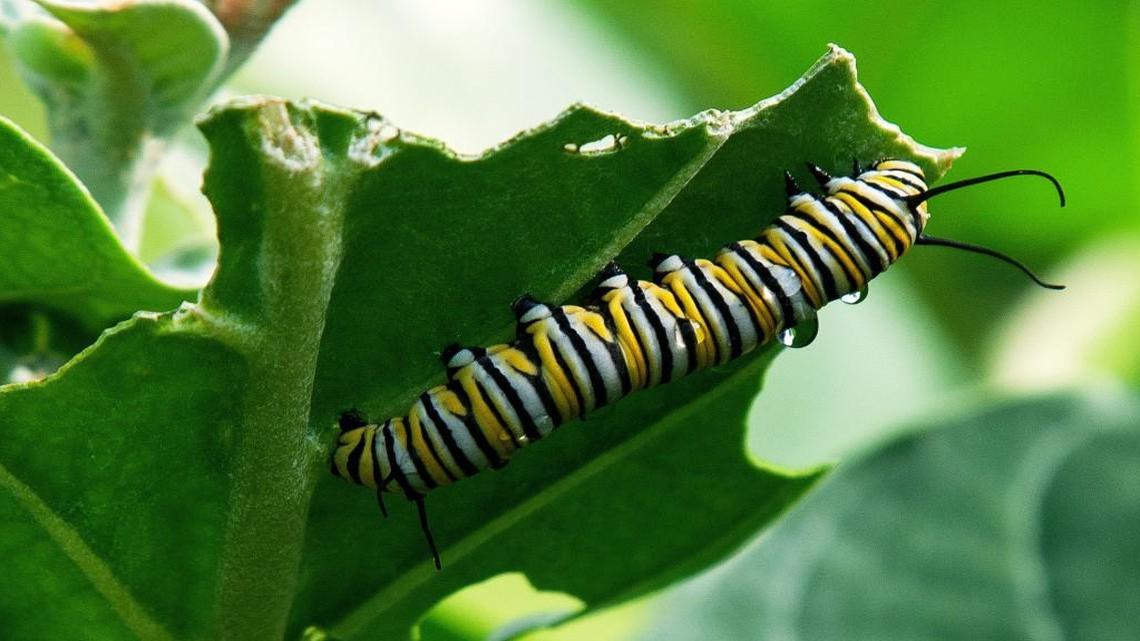 Many caterpillars are garden pests. Clyde Sorenson of NC State Extension recommends hand-picking them when you see them.
