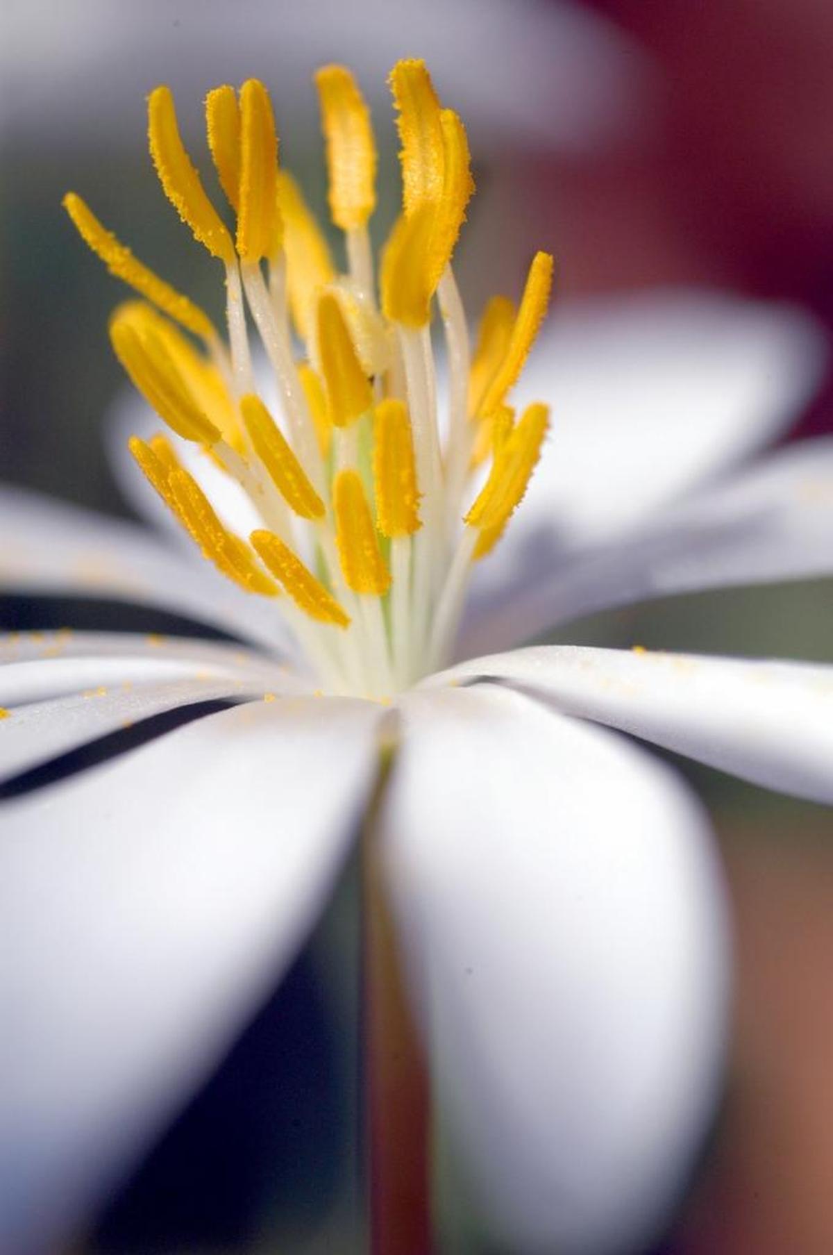 Bloodroot, or Sanguinaria canadensis, has a delicate tall stem with white petals and a yellow center.