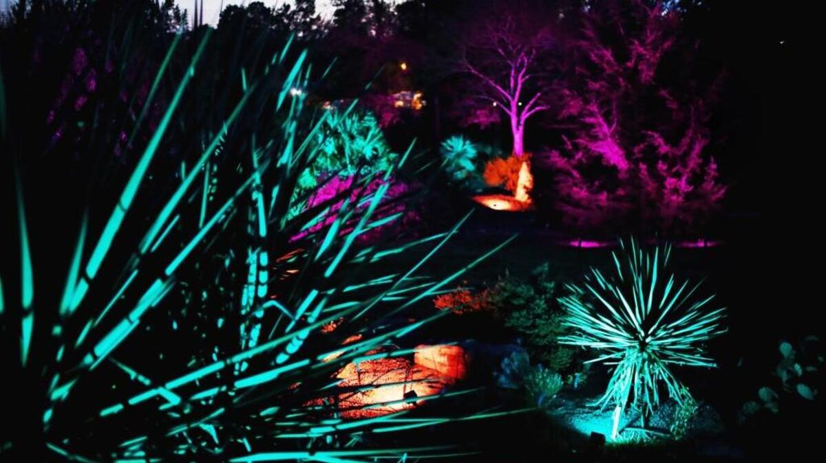 JC Raulston Arboretum’s Moonlight in the Garden showcases the personality and nuance that is possible in illuminating a nighttime landscape with the help of John Garner of Southern Lights of Raleigh. This year’s event is Nov. 9-11 and 16-18 with live music and food trucks.