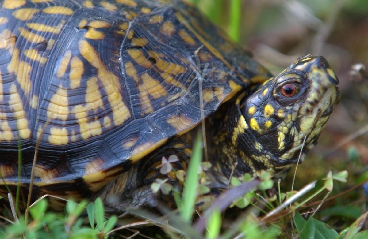 Learn about box turtle conservation at Morrisville’s Lake Crabtree Park, then join park staff on a survey for these reptiles Saturday.