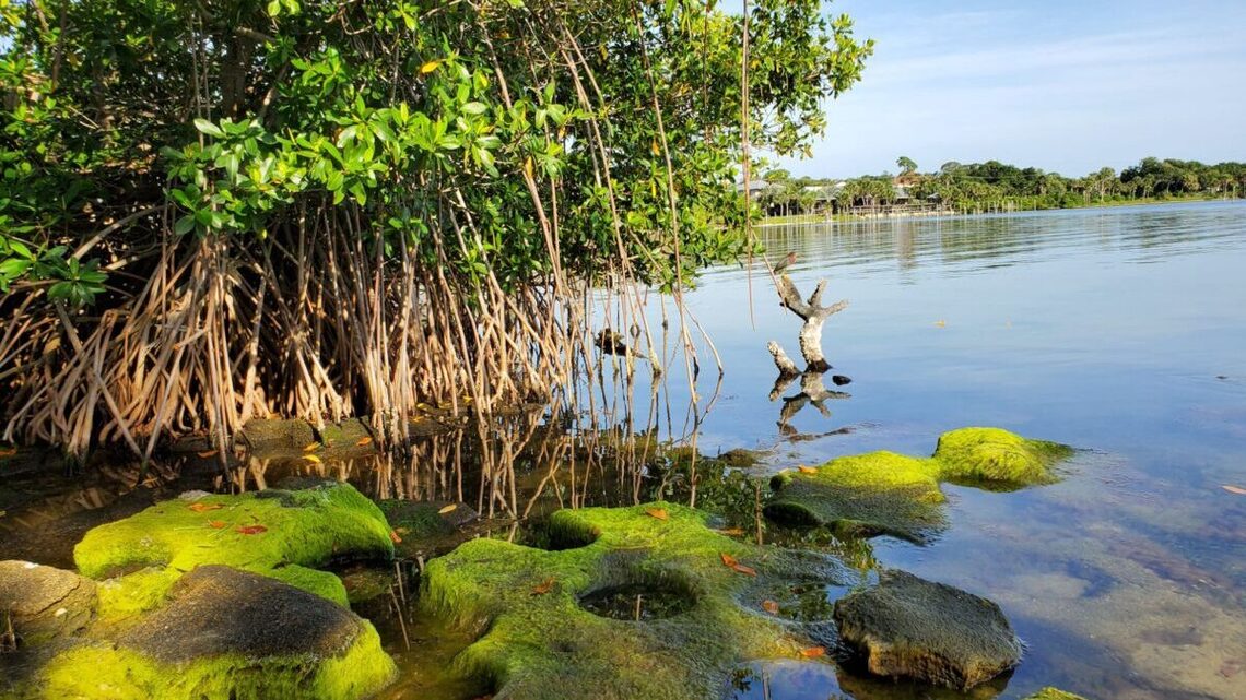 This underrated stretch of Florida's East Coast has quiet beaches, rocket launches and bioluminescent waters