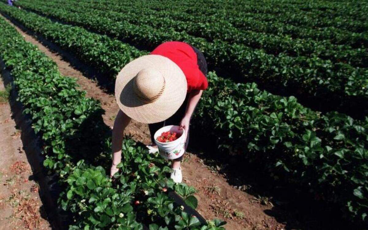 
From strawberries in April through blueberries and peaches in the summer to pumpkins in the fall, picking food is a family food activity that gets thousands of people into their cars to visit the nearest patch of dirt.

