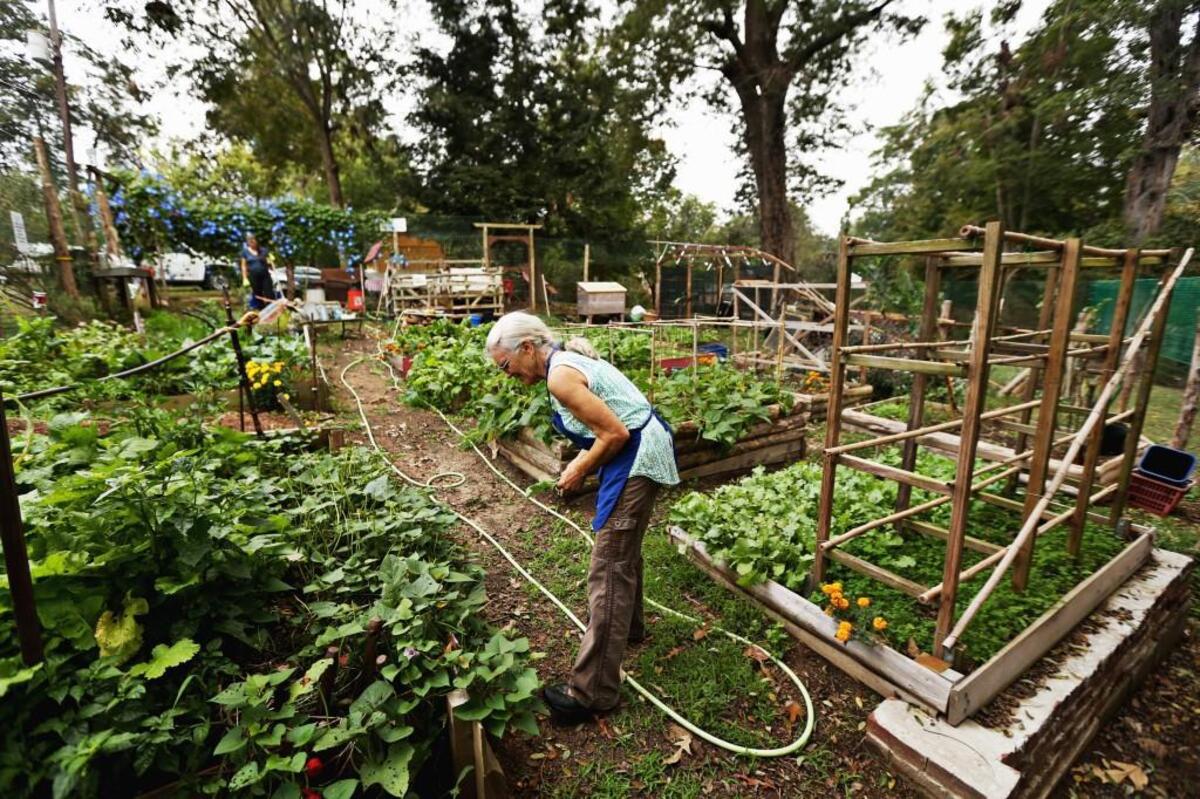 Volunteer Susan McMichaels gathers flowers and herbs for table bouquets in the garden before the weekly Community Lunch at St. Bartholomew’s Episcopal Church in Pittsboro on Oct. 12, 2017.