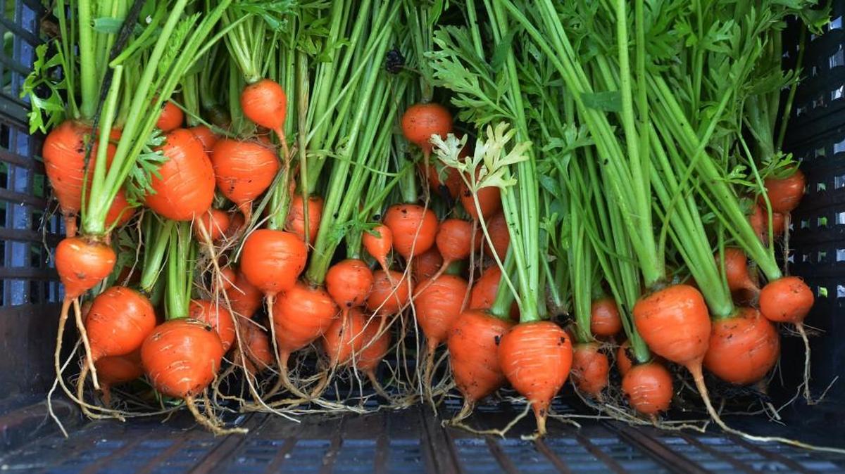 
Studies show that a healthier diet is one that is higher in plant-based foods, such as vegetables, fruits, whole grains, legumes, nuts, and seeds.
