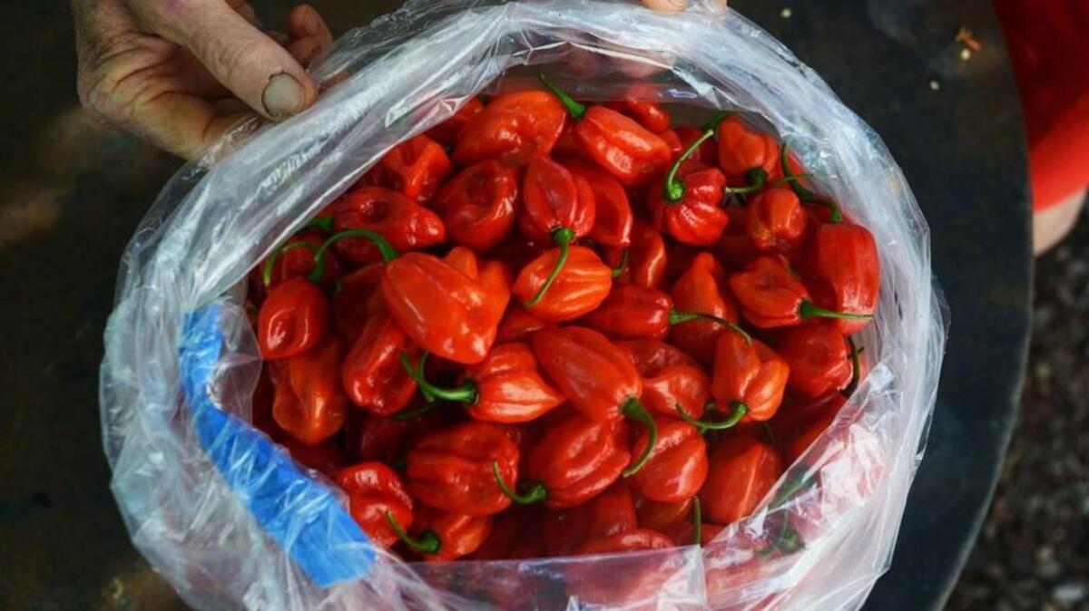 Pepper Fest returns Sept. 23 to Chapel Hill’s Briar Chapel, bringing together local chefs, brewers and fans of spice.