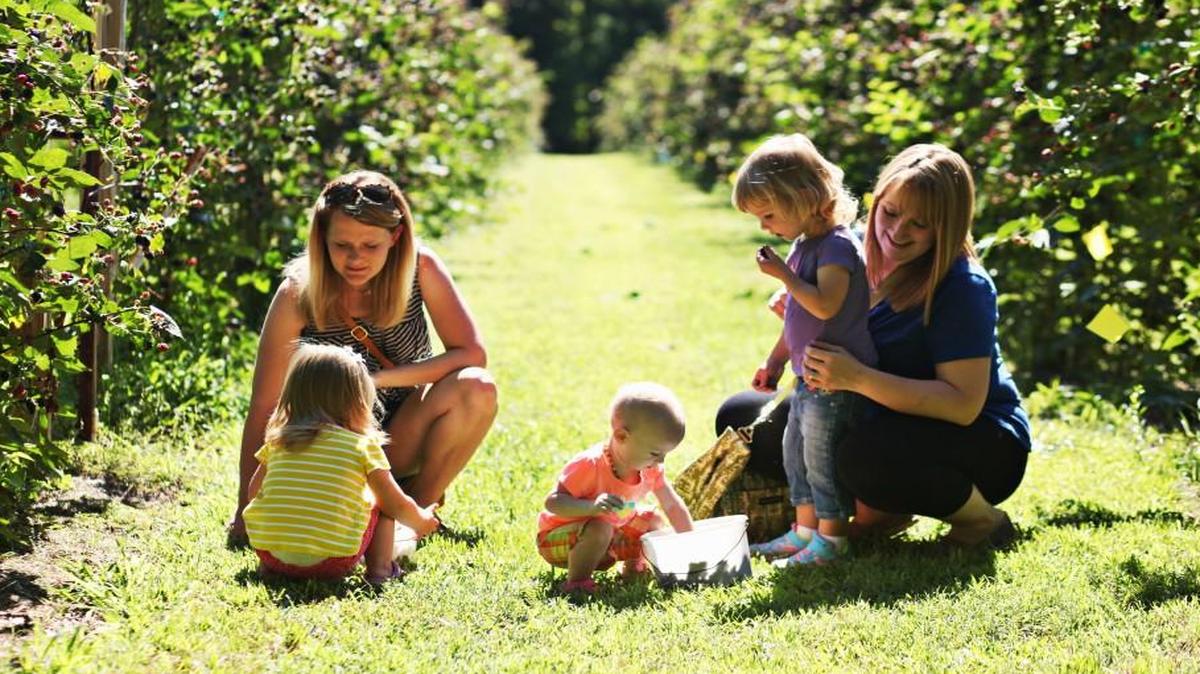 From left, Hillary Millen and her daughter Laura, 2, take a break to eat a few blackberries with friends Kayla Eakin, far right, and her daughters, Abigail, 1, and Evelyn, 2, at Dr. Young’s Pond Berry Farm Thursday, June 9, 2016.
