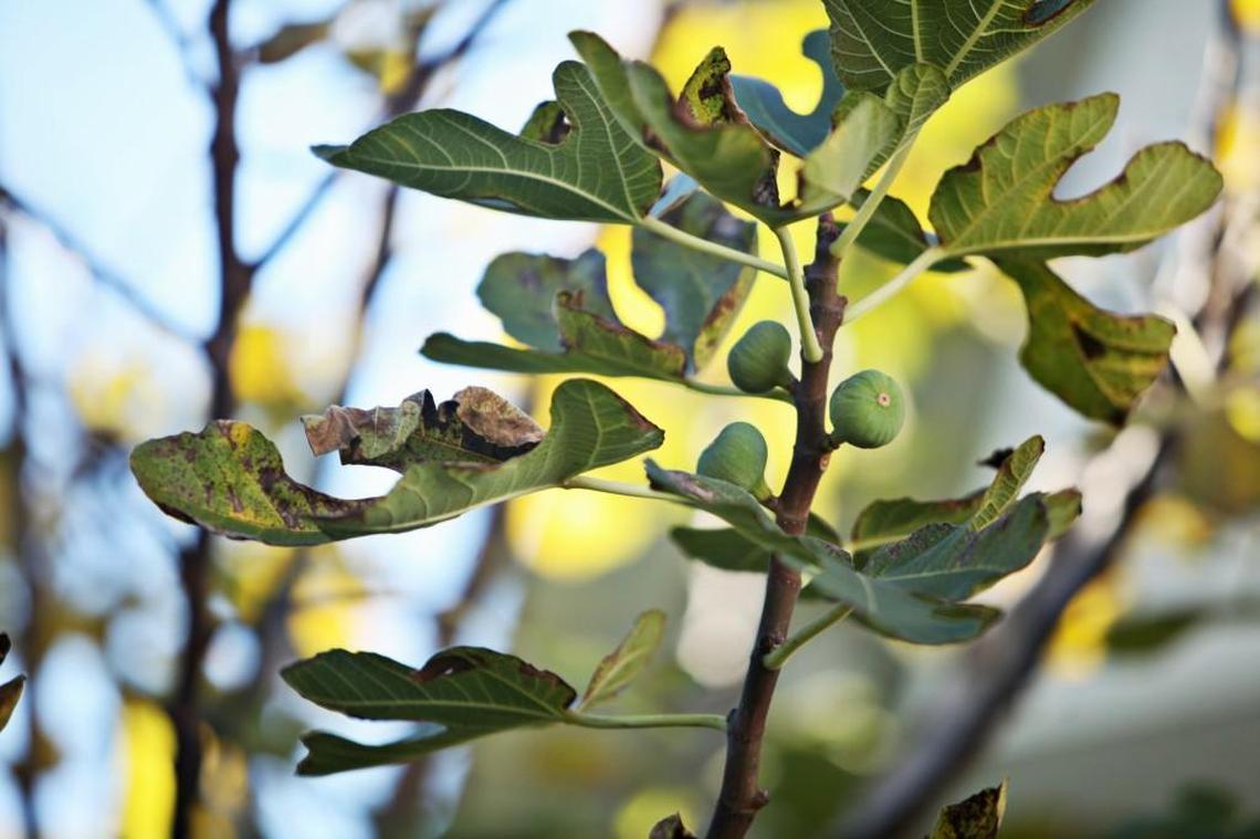 Fig trees are one of the best trees for beginners in North Carolina, said Mike Parker, an NC State Extension horticulture specialist with fruit tree expertise.