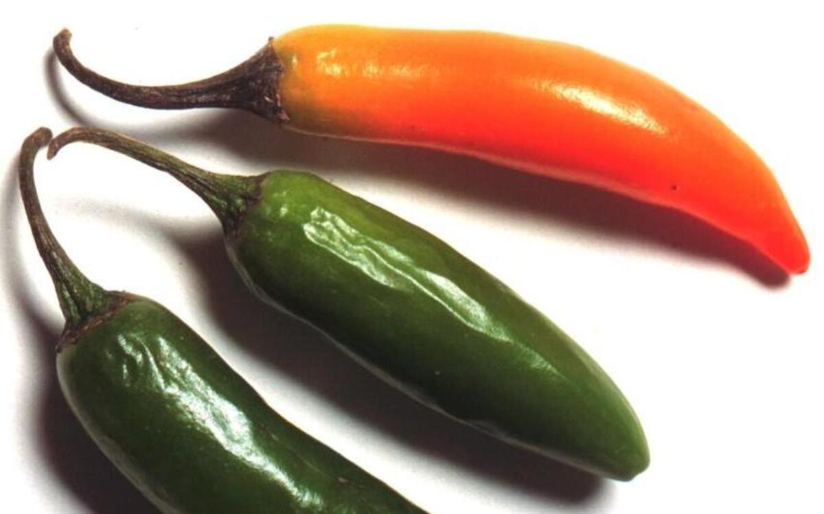 Debbie Moose is fond of serranos, green or red, as an all-purpose pepper. They provide moderate heat and a clear flavor.