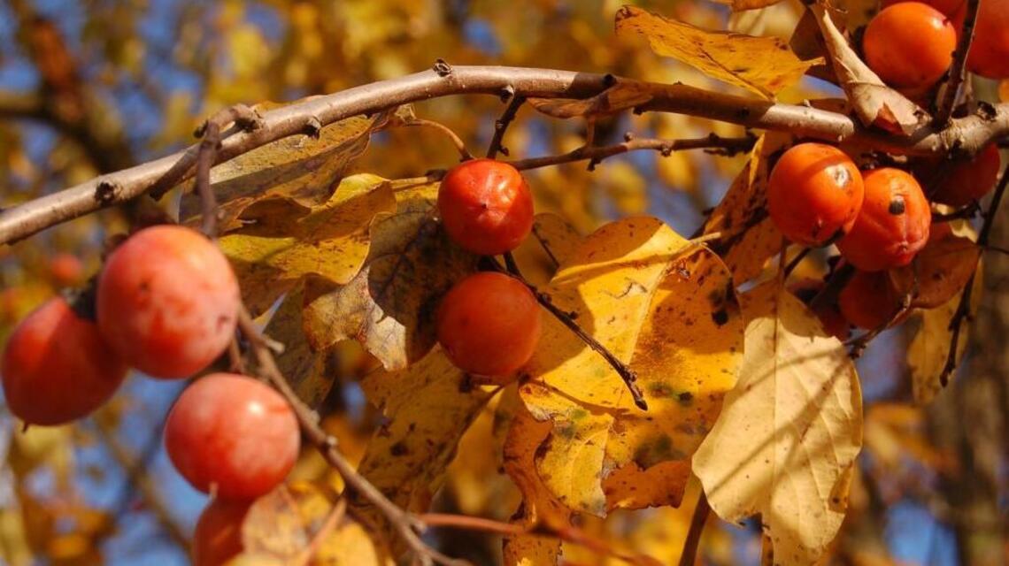 North Carolina brewers turn to foragers, farmers