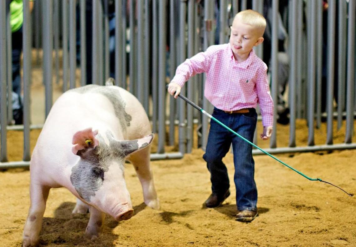 Owen Houston, 4, of Pink Hill, N.C. shows his hog at the N.C. State Fair Friday, October 14, 2016 in Raleigh, N.C. Houston placed fifth in the Jr. Market Barrow competition.