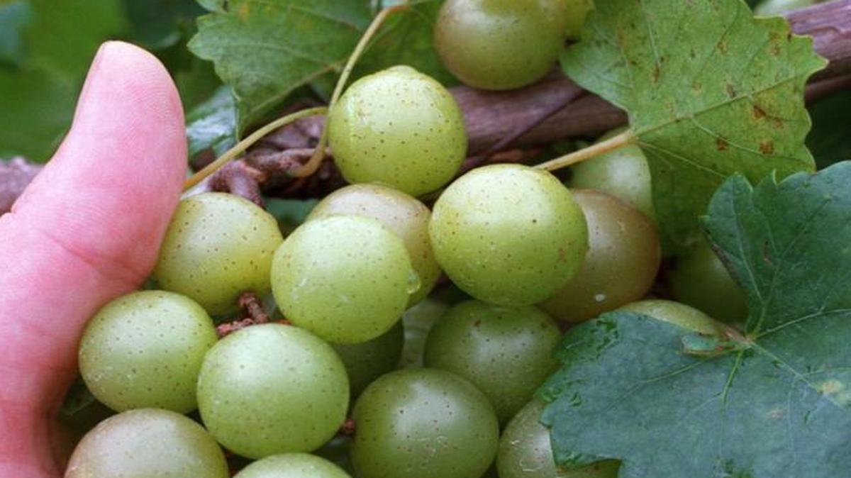 When you hold a handful of fresh muscadines in your hands and breathe deep, it’s like inhaling summer itself, all the bright, hot sunny afternoons, all the rain-washed twilights, all the vitality and endlessness of the season condensed.