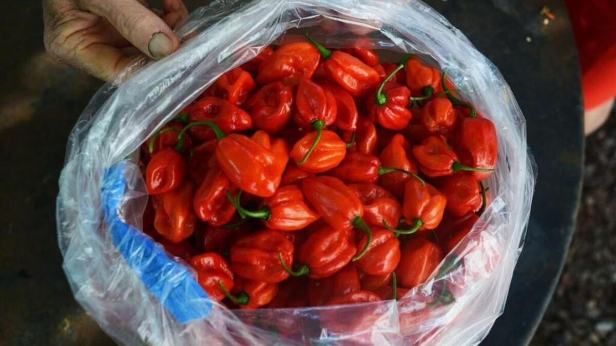 This weekend’s Pepper Festival started as a pepper tasting, but now 10 years in, it’s is a party attracting chefs and brewers to create new spice-centric dishes and beers.