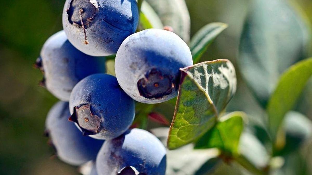 Il Palio pastry chef Deric McGuffey owns Cedar Grove Blueberry Farm with his wife and family and makes the most of blueberries.