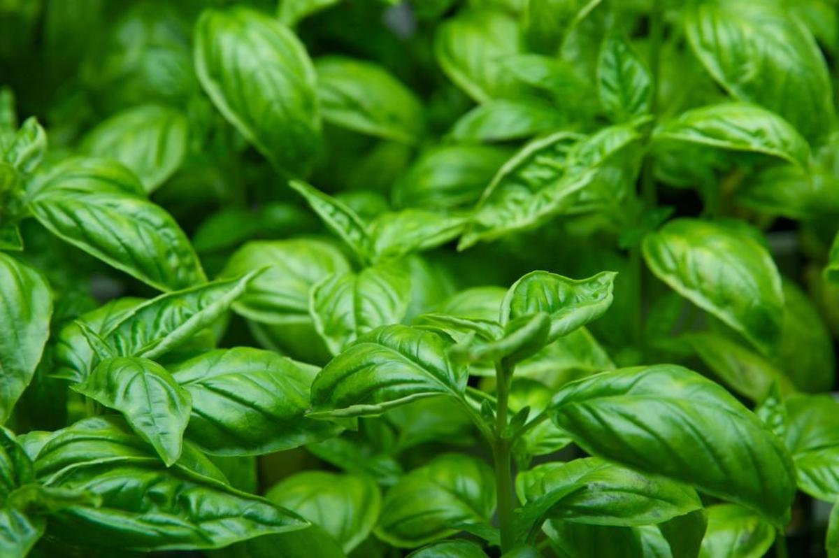 With adequate bright sun and watering when needed, growing your own herbs, such as basil, can be done on a windowsill or in your garden.