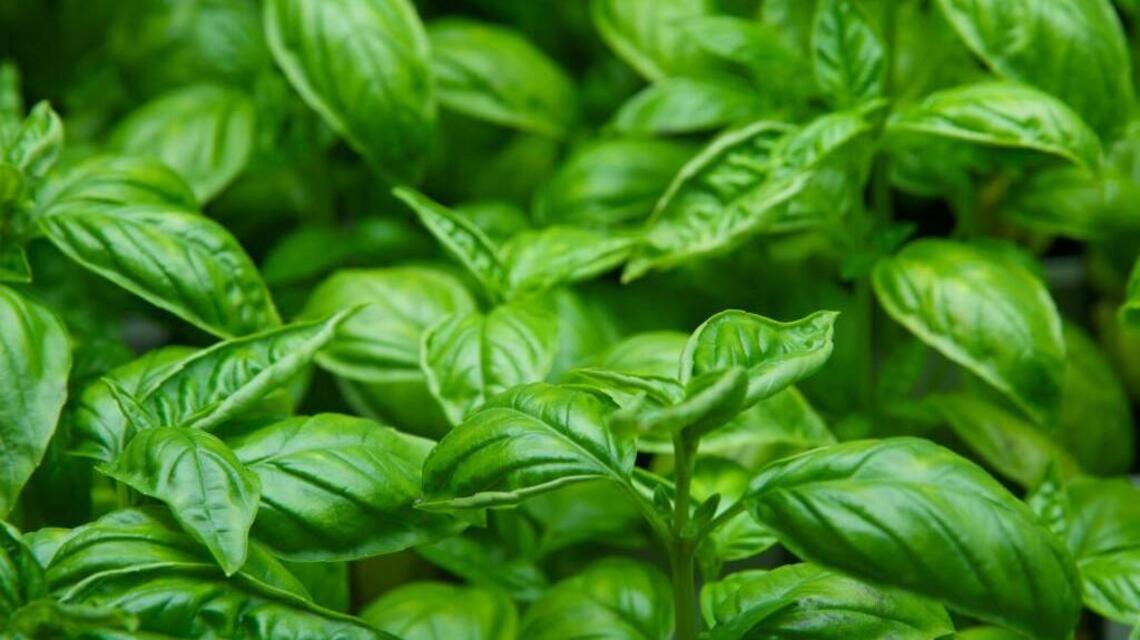 Garden Guide: The top 3 herbs to grow in your windowsill & other indoor spaces