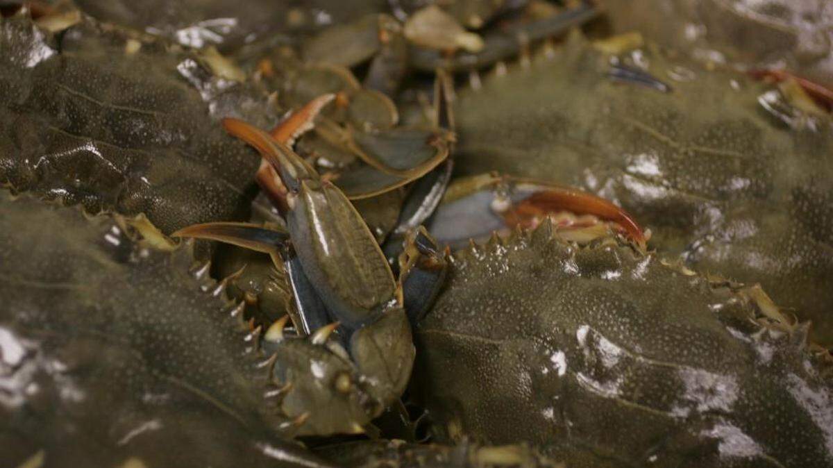 Fresh soft-shell crabs signal the start of spring to Debbie Moose.