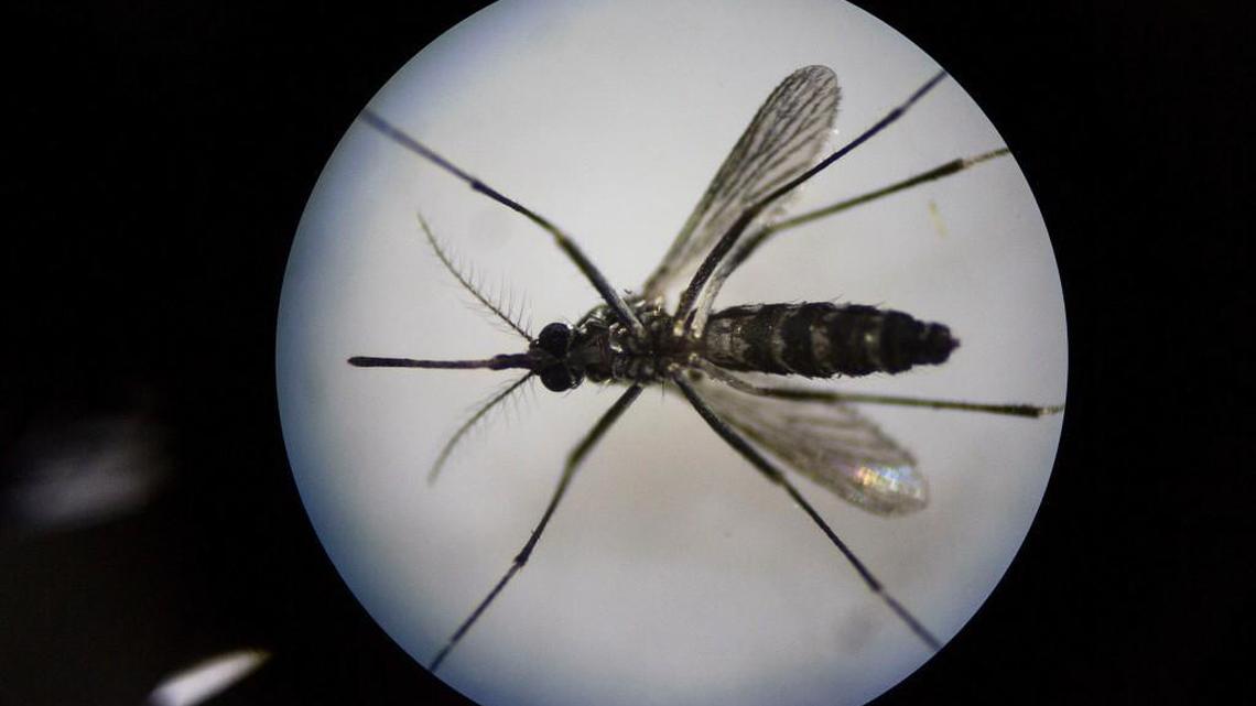 Could NC’s cold winter days mean fewer bugs in the summer? We asked experts