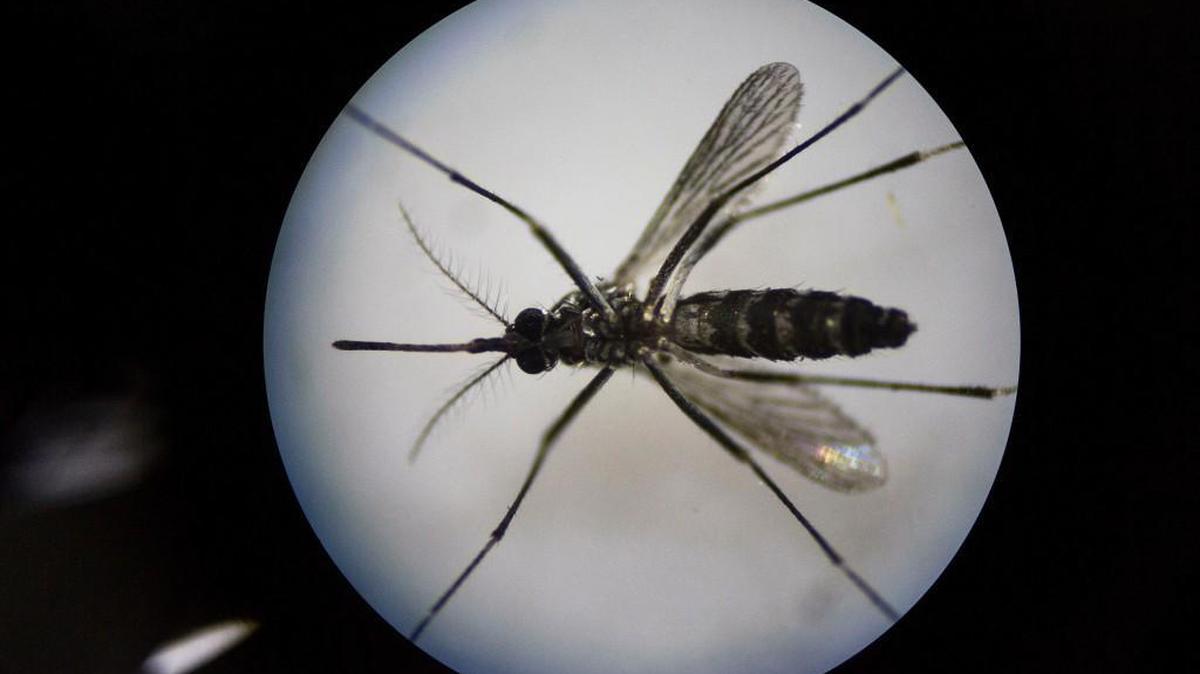 Experts explain what below-freezing temperatures could mean for mosquitoes in North Carolina.