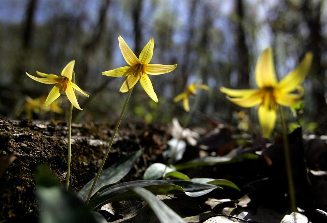 Gardeners for wildlife and other nature lovers will welcome the sight of Erythronium umbilicatum, more commonly known as Trout Lilies. This lily, one of the few true ephemerals in our region, will bloom in low damp areas for a month or less beginning in February.