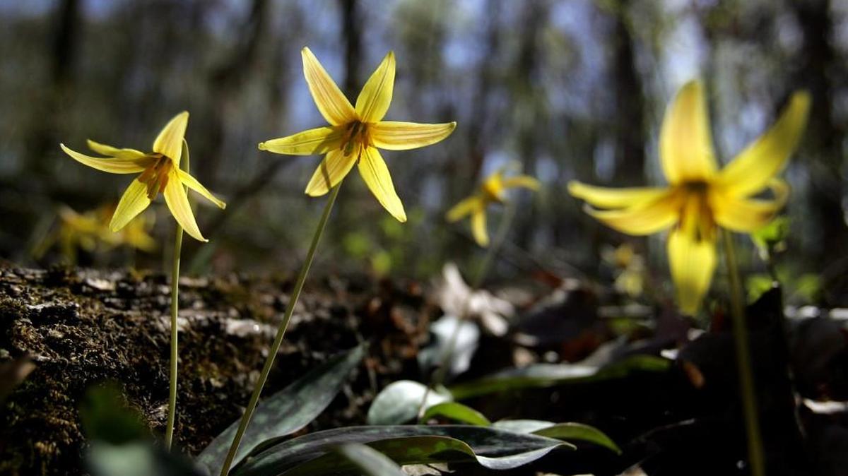 Gardeners for wildlife and other nature lovers will welcome the sight of Erythronium umbilicatum, more commonly known as Trout Lilies. This lily, one of the few true ephemerals in our region, will bloom in low damp areas for a month or less beginning in February.