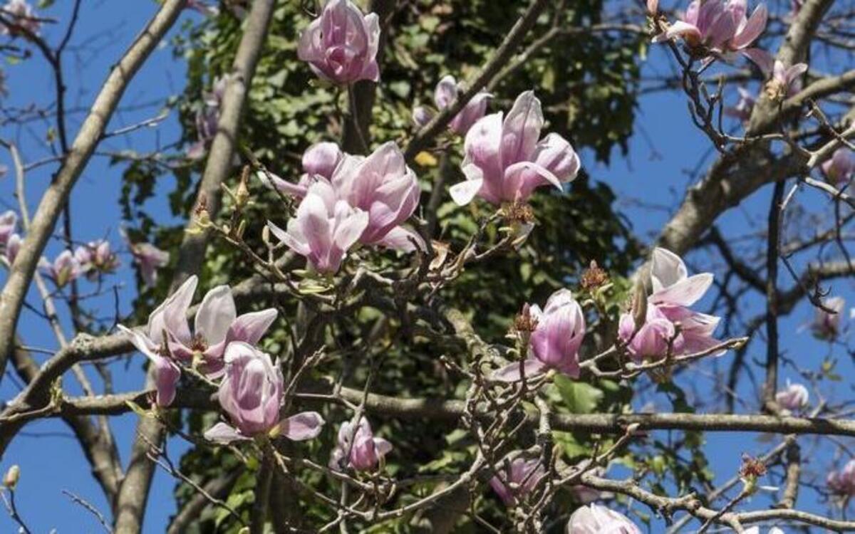 A tree is covered by green ivy, but a blooming tulip tree lends it color.