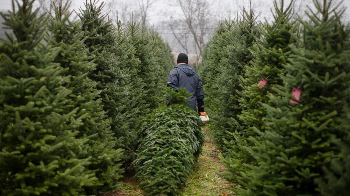 N.C. agriculture officials offer tips on how to care for your Christmas tree.