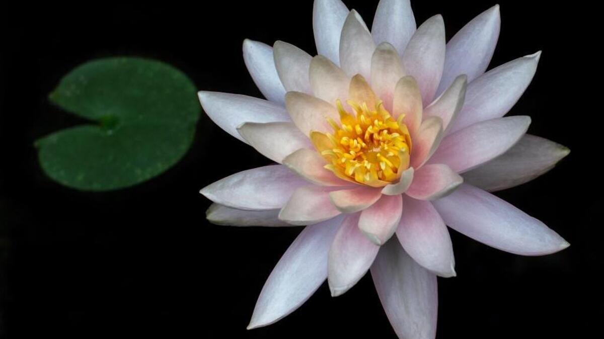 
This water lily photo  won third place in the JC Raulston Arboretum’s annual juried print show. 
