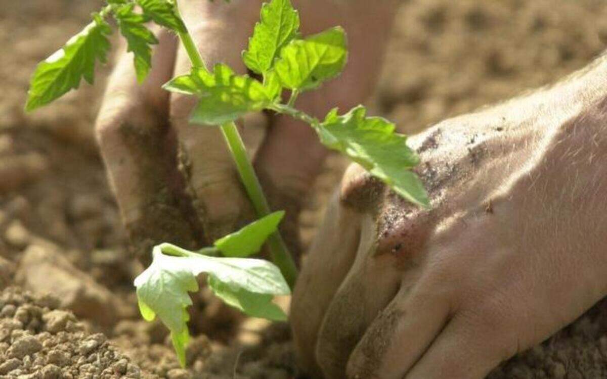 
Raleigh’s JC Raulston Arboretum is hosting storytimes for preschoolers in the garden. For the seeds storytime on Friday, May 29, the children will plant seeds and take them home to watch them grow.
