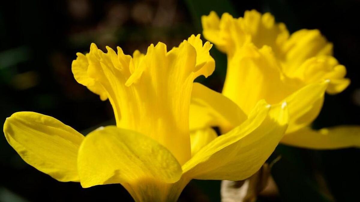 Daffodils are among the most-favored flowers and disappointment is high when bloom is poor due to shade or crowding