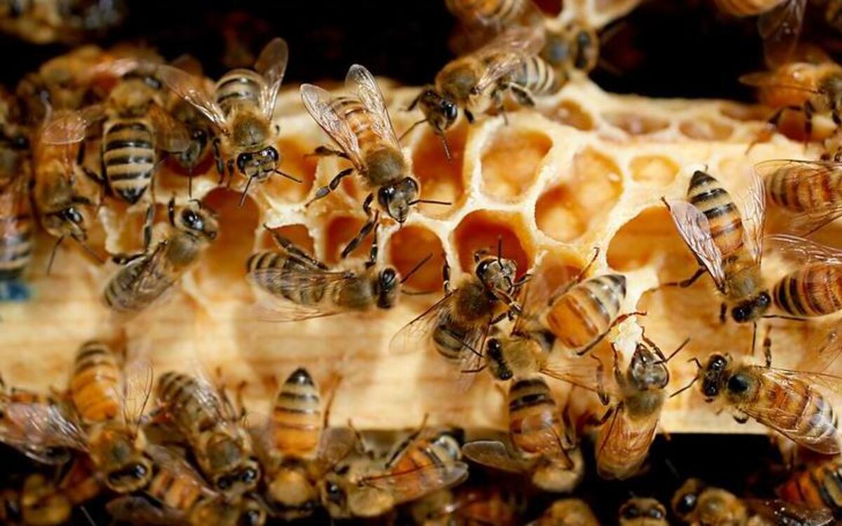 
Honey bees at work inside one of the hives at the Bayer North American Bee Care Center at Bayer CropScience facility in Research Triangle Park in 2014. Bayer scientists have been studying bee health and husbandry practices since the early 1990s.
