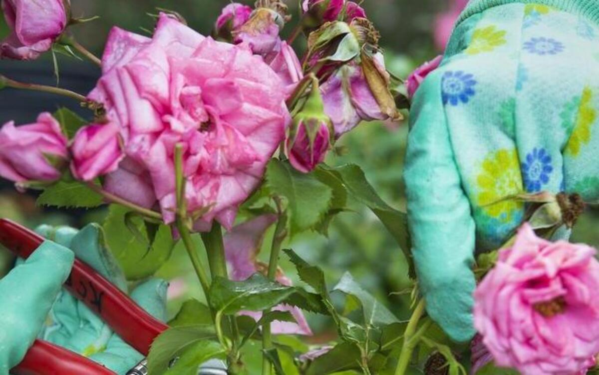 Witherspoon Rose Culture in Durham will offer free workshops on rose nutrition.